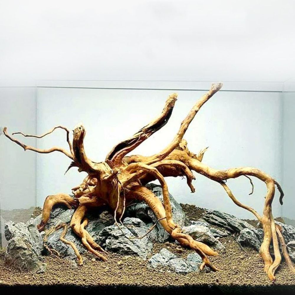 Aquarium Plants Live - 20-25CM Large Aquarium Driftwood Natural Fish