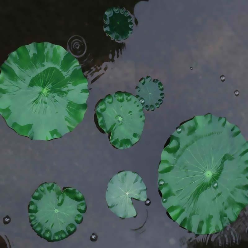2026 Artificial Water Lily Lot - Aquarium Moss 评论和价格