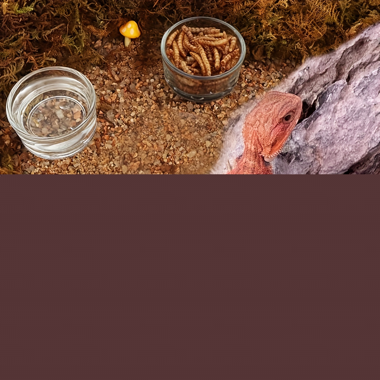 Glass Aquarium Mini Size Shrim - Aquarium Fertilizer 评论和价格