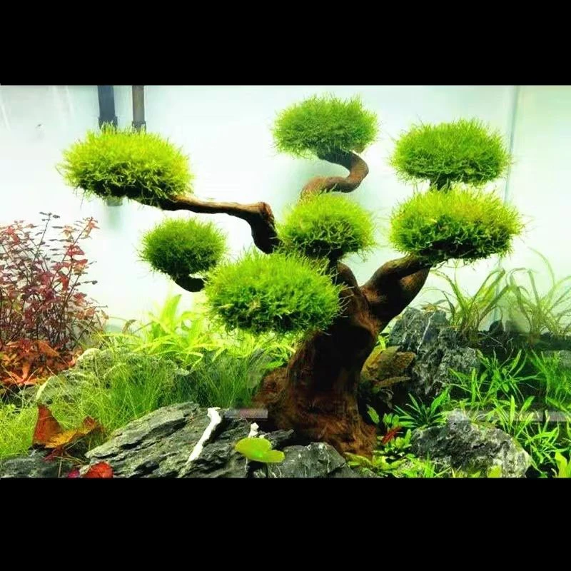 Aquarium Driftwood Landscaping - Aquarium Plant Substrate 评论和价格