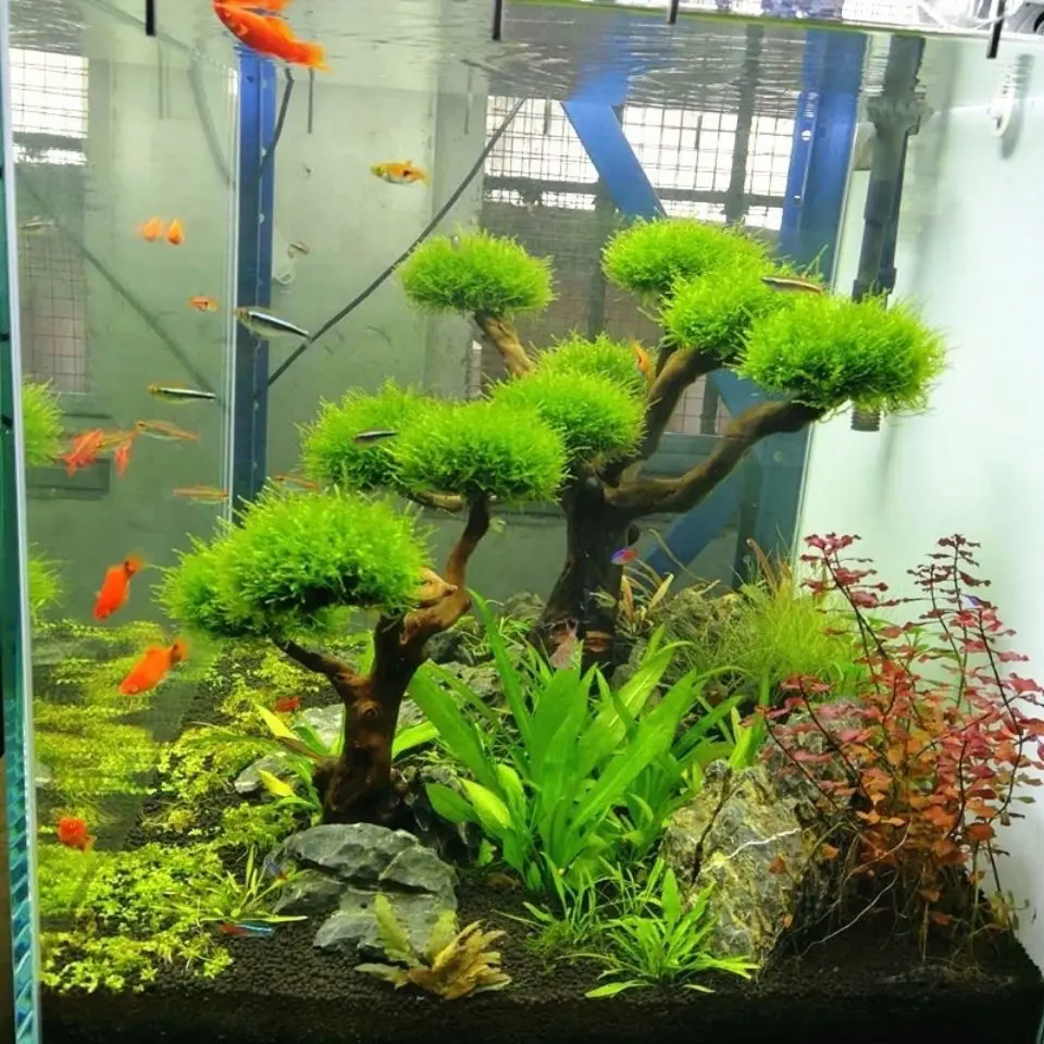 Aquarium Driftwood Landscaping - Aquarium Plant Substrate 评论和价格