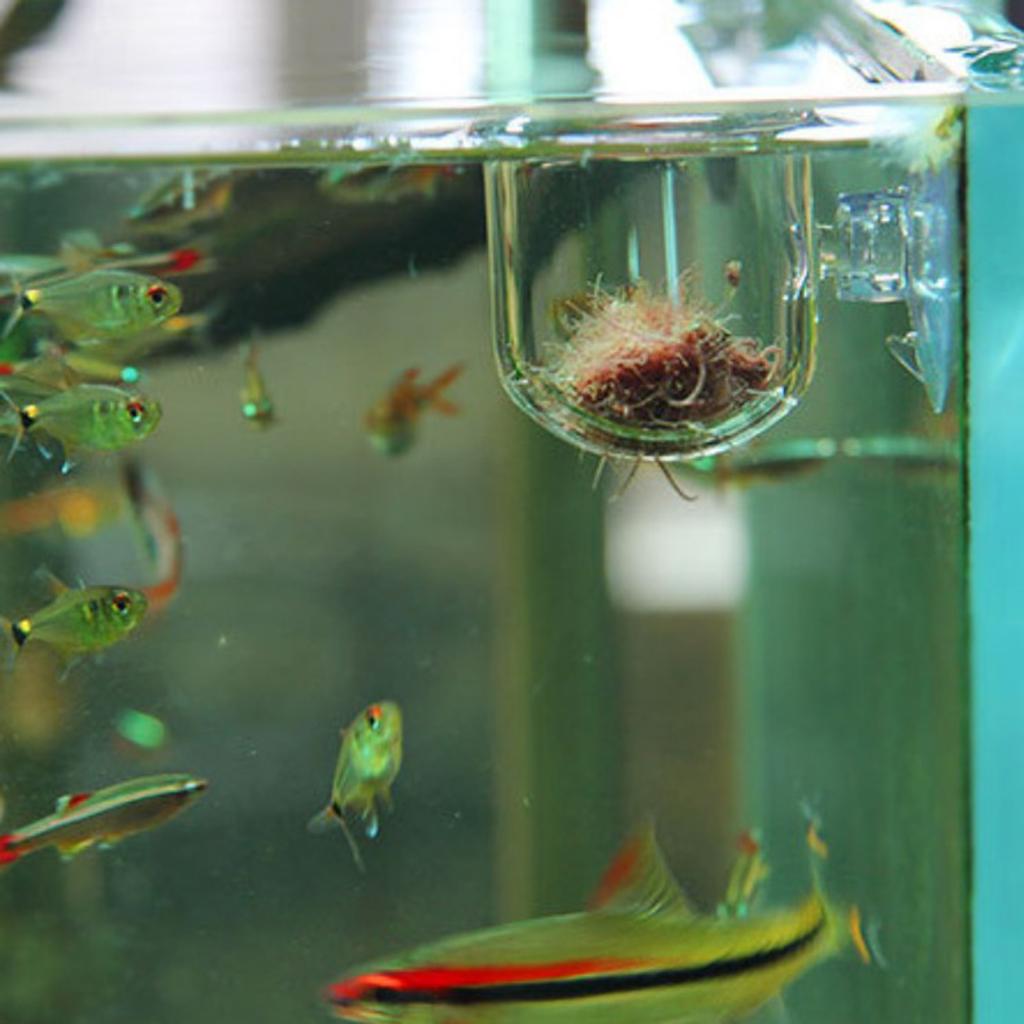 Fish Feeding Basket Glass Aqua - Plant Aquarium Pot 评论和价格