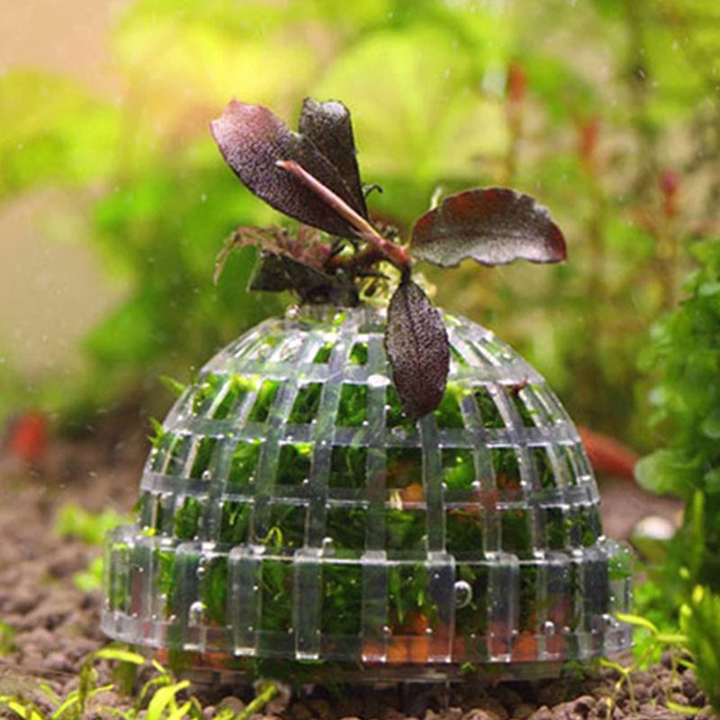 【B】Aquatic Pet Supplies Decora - Live Plant Aquarium 评论和价格